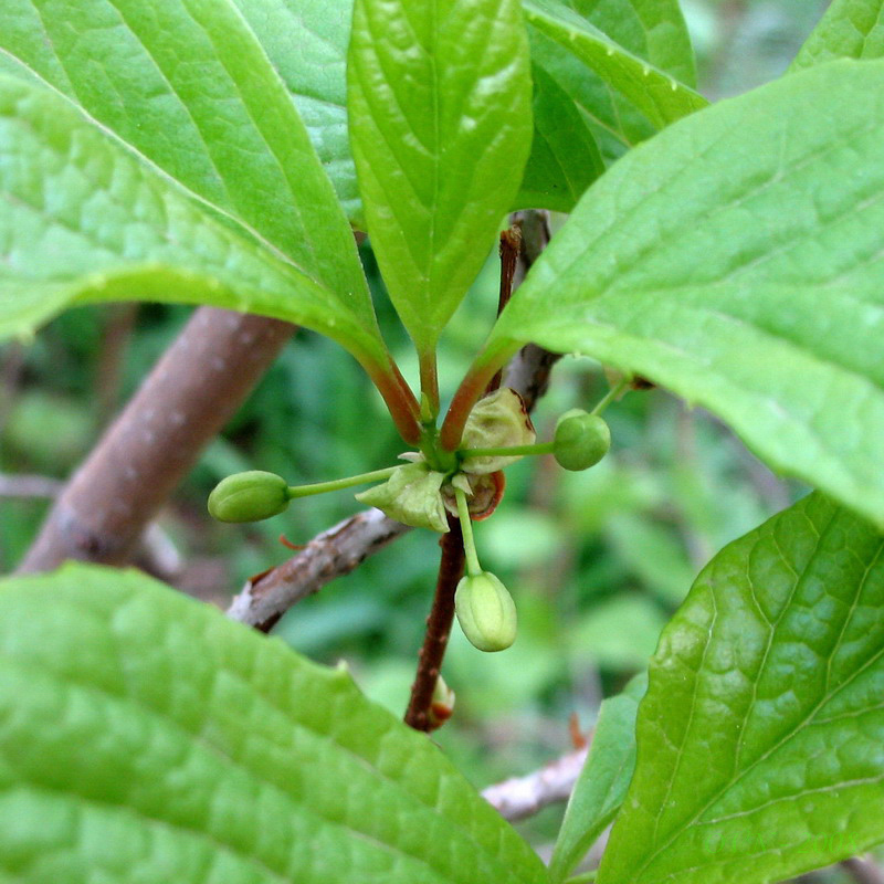 Image of Schisandra chinensis specimen.