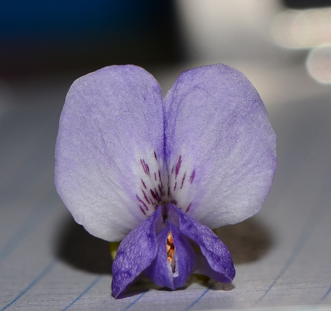 Image of Sophora secundiflora specimen.