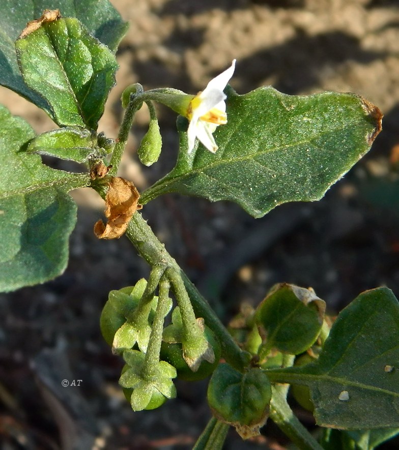 Изображение особи Solanum nigrum.