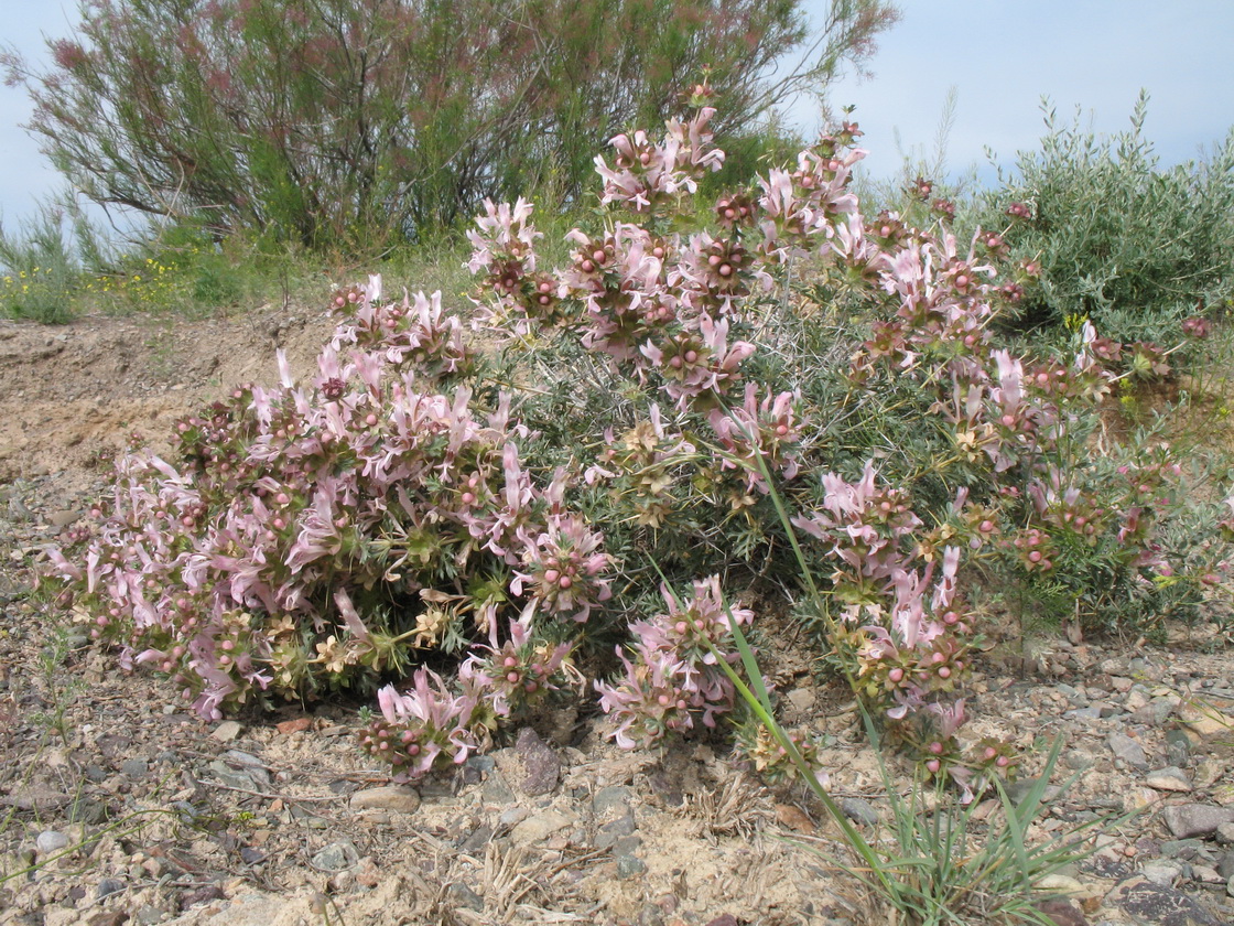 Изображение особи Lagochilus diacanthophyllus.