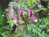 Astragalus fedtschenkoanus. Соцветие. Казахстан, Западный Тянь-Шань, Киргизский хр., ущ. Мерке, заросли кустарников под мелкоземисто-скалистым склоном вост. экспозиции. 13 апреля 2016 г.