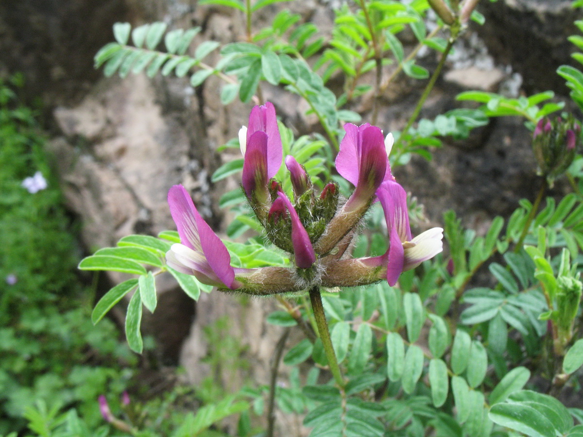 Image of Astragalus fedtschenkoanus specimen.