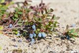 Vaccinium uliginosum. Верхушка веточки с осыпающимися плодами. Карелия, восточный берег оз. Топозеро, песчаный пляж. 08.08.2016.