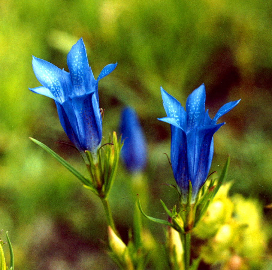 Image of Gentiana pneumonanthe specimen.