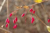 Berberis vulgaris