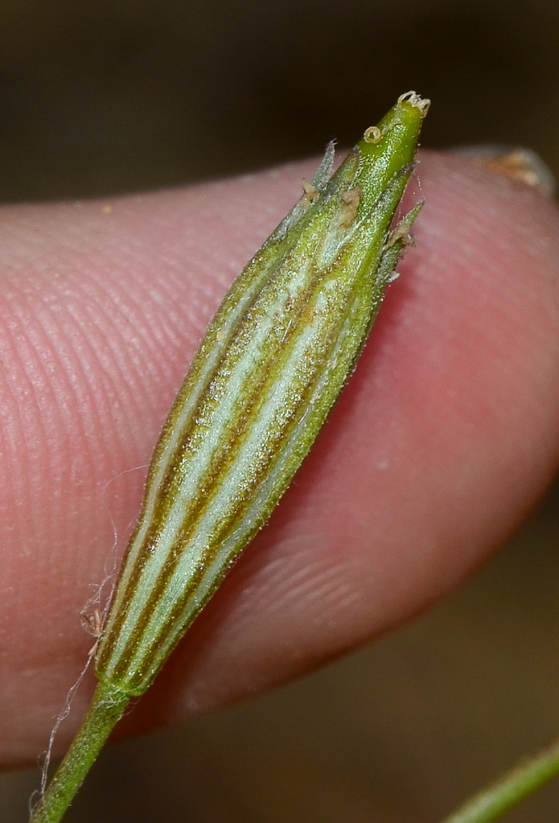 Image of Silene modesta specimen.