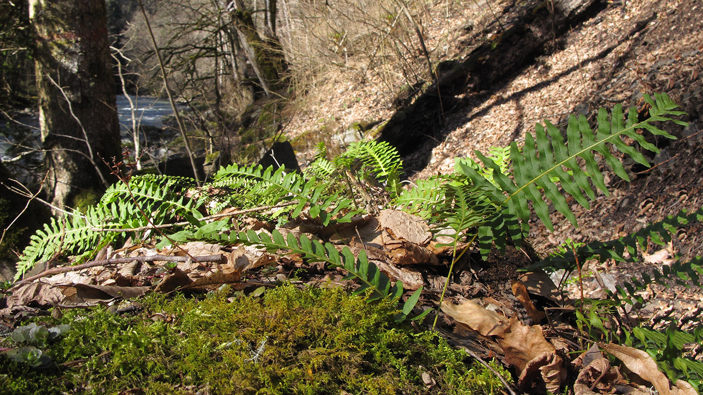 Image of Polypodium vulgare specimen.