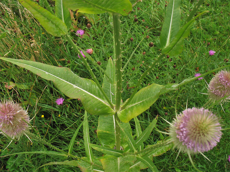 Изображение особи Dipsacus fullonum.