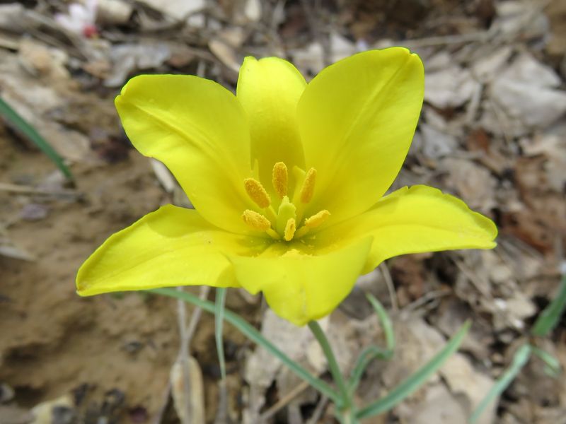 Image of Tulipa scharipovii specimen.