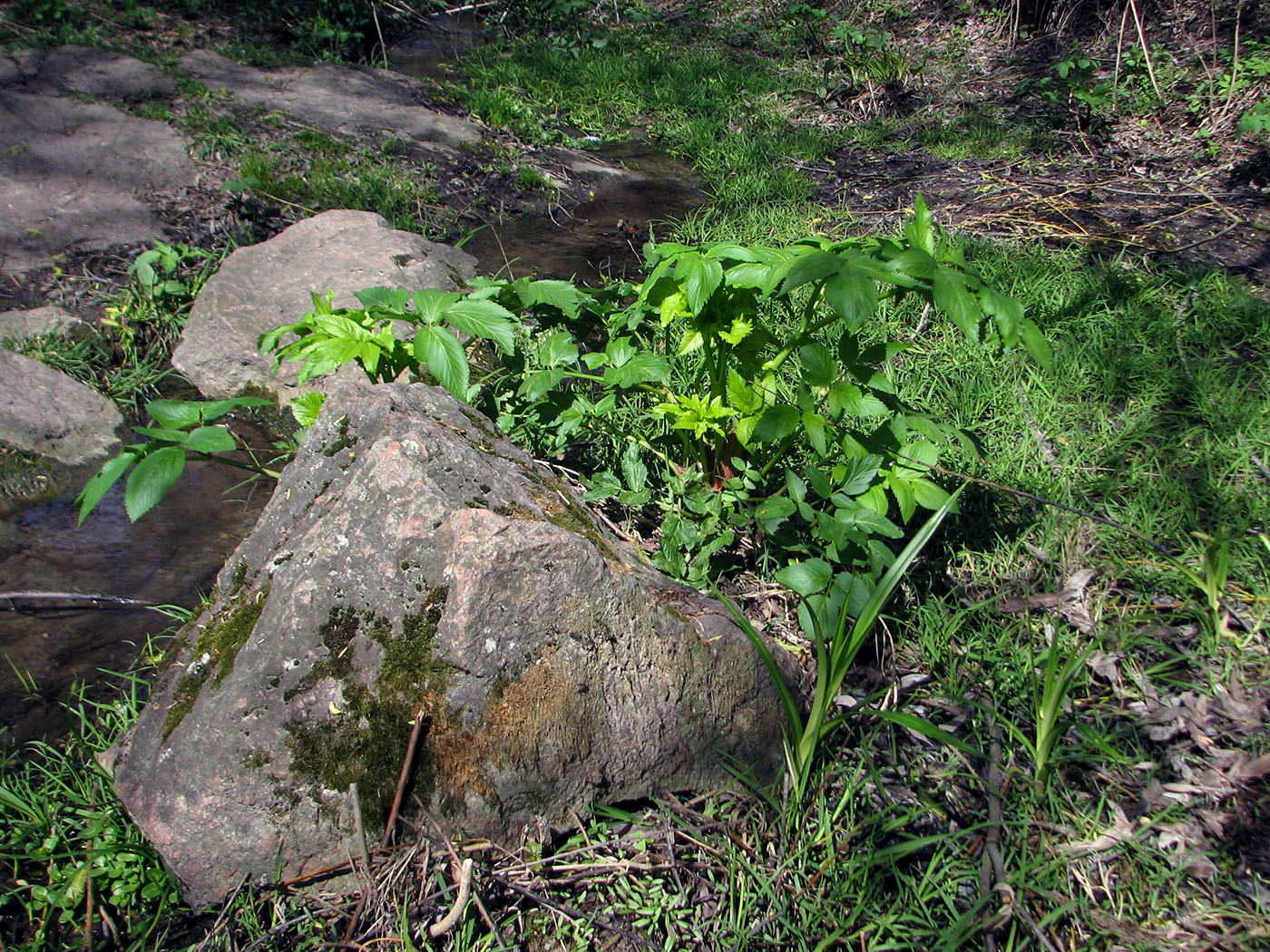 Image of Archangelica officinalis specimen.