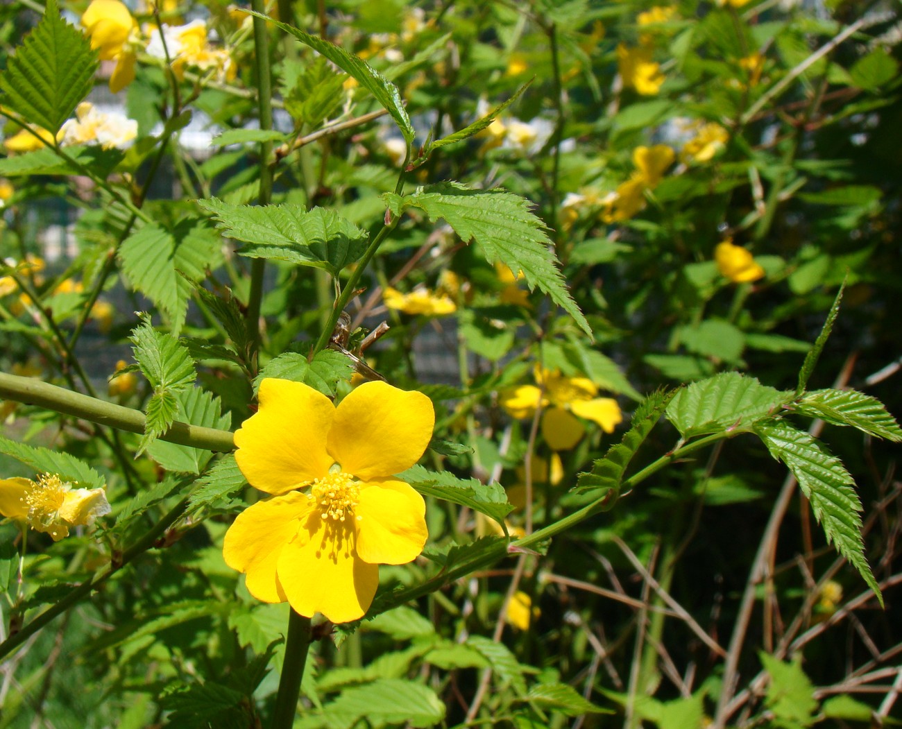 Image of Kerria japonica specimen.