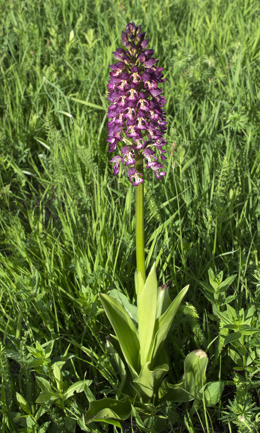 Изображение особи Orchis &times; wulffiana nothosubsp. suckowii.