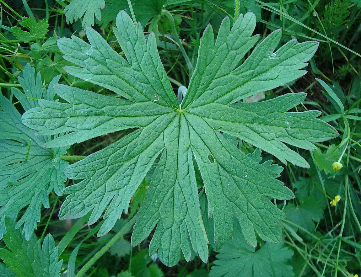 Image of Geranium pratense specimen.