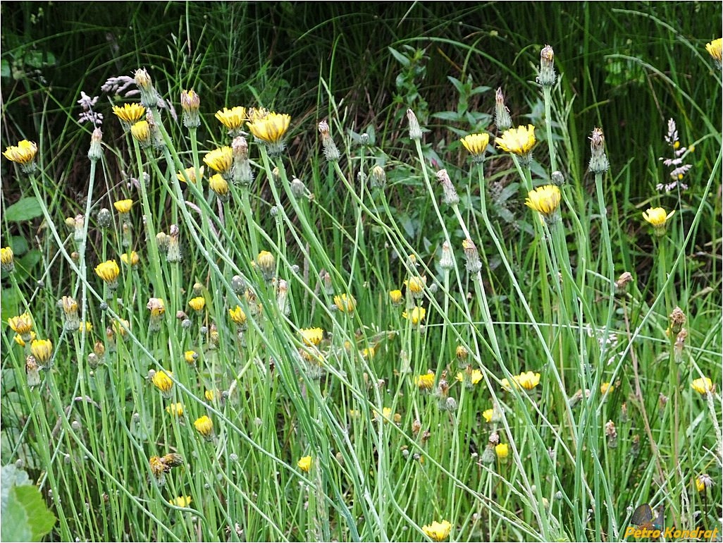 Изображение особи Hypochaeris radicata.