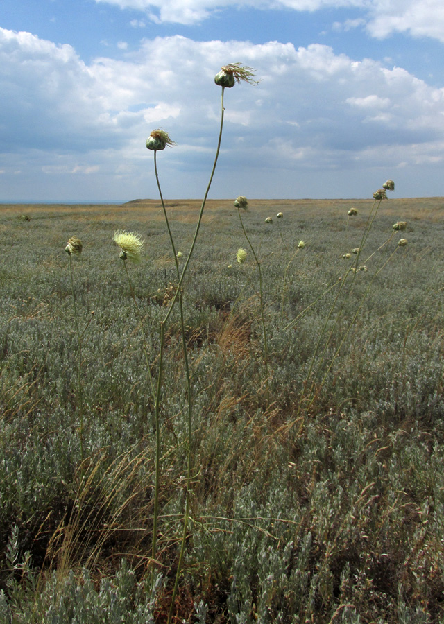 Изображение особи Rhaponticoides taliewii.