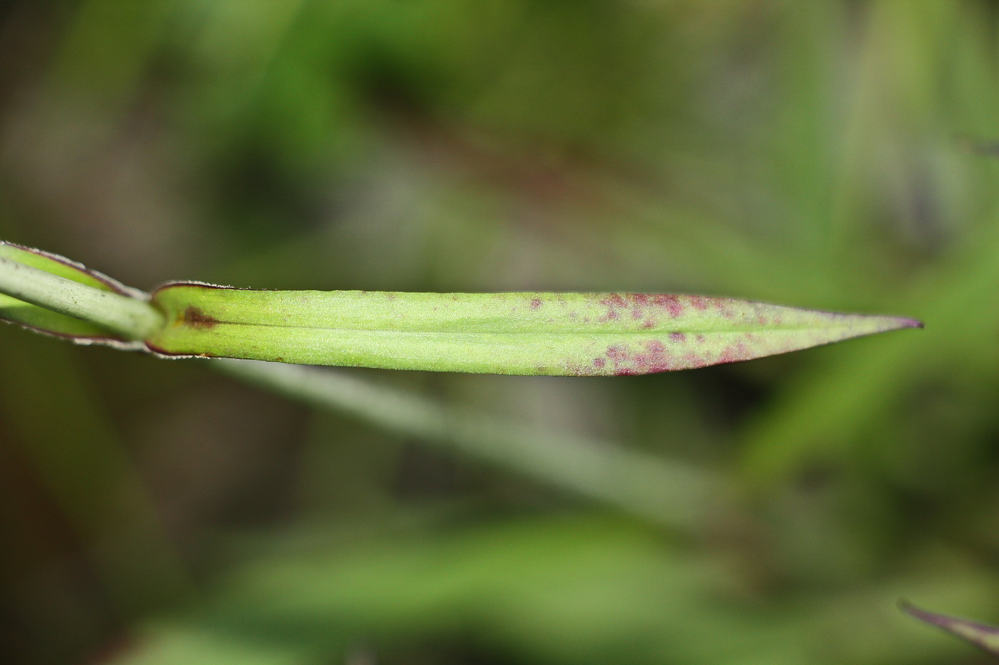 Image of Viscaria vulgaris specimen.