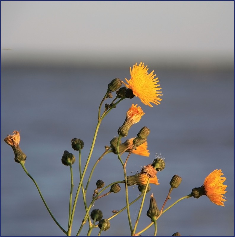 Изображение особи Sonchus arvensis ssp. uliginosus.