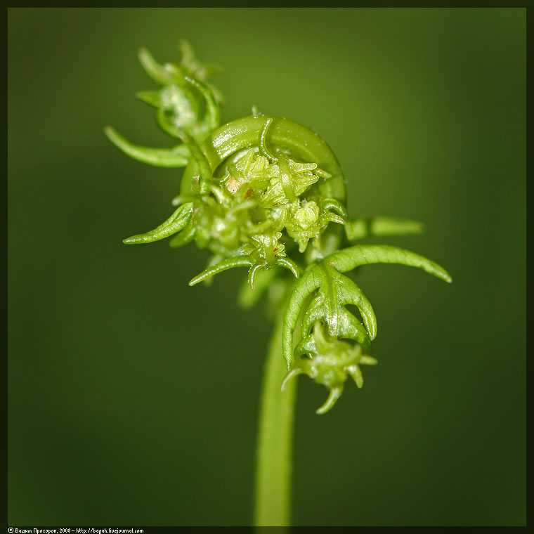 Image of Thelypteris palustris specimen.