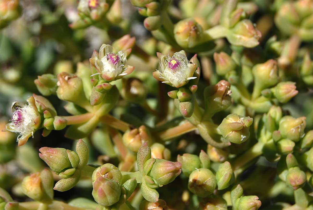 Изображение особи Stoeberia frutescens.