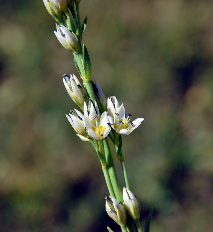 Image of Swertia lactea specimen.