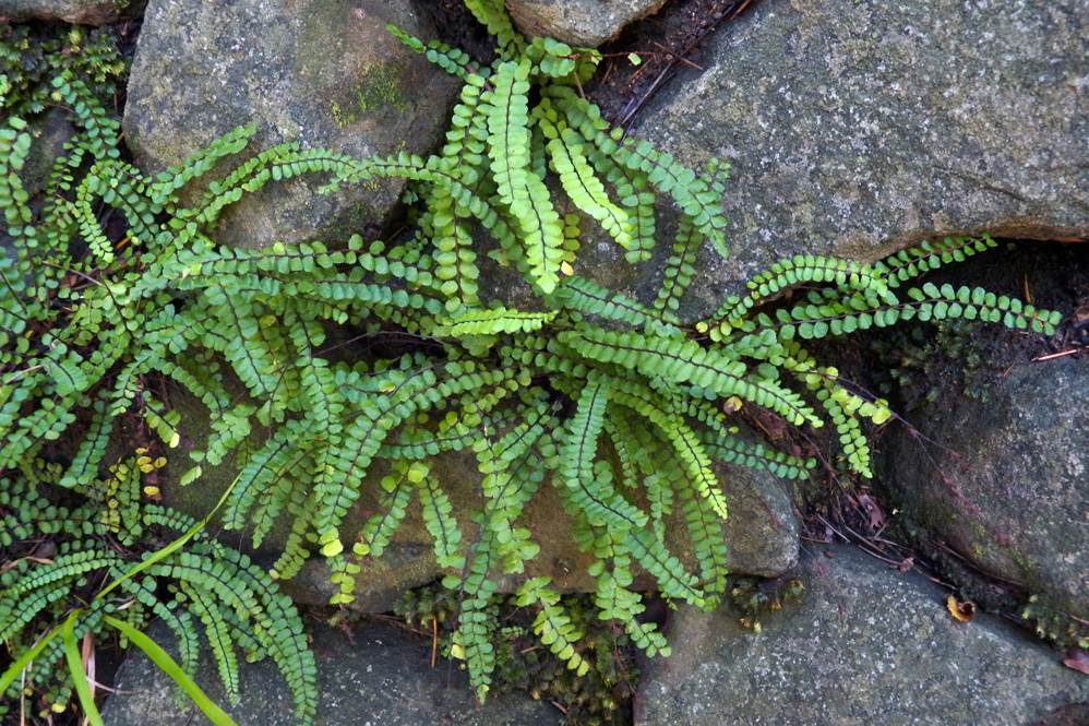 Изображение особи Asplenium trichomanes.