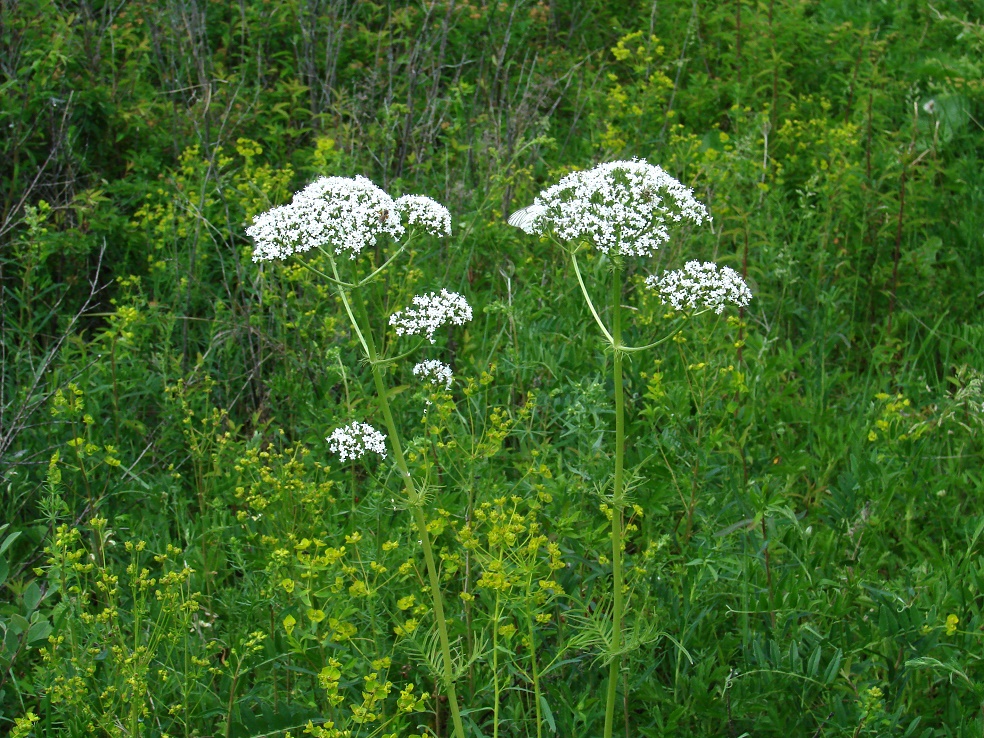 Изображение особи род Valeriana.