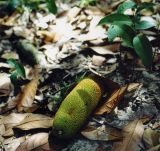 Artocarpus heterophyllus. Соплодие. Малайзия, о. Борнео, хребет Крокер Рендж, хутор в джунглях. Октябрь 2004 г.