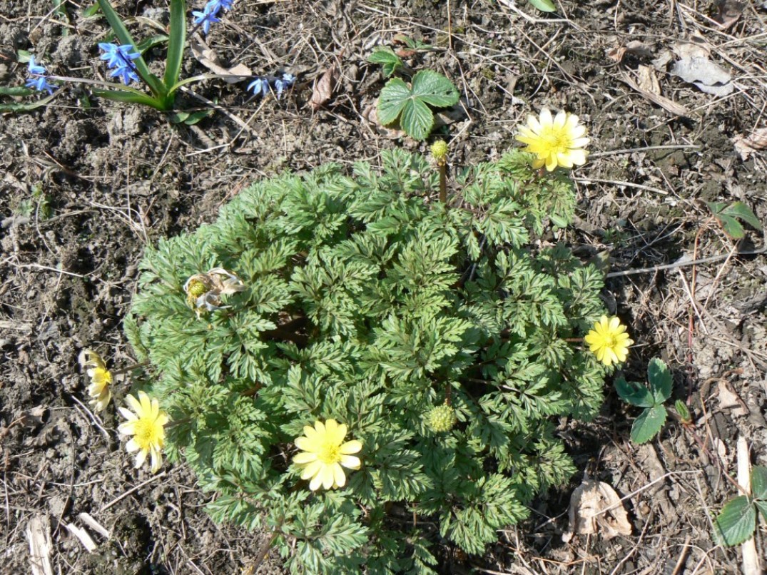 Image of Adonis amurensis specimen.