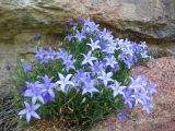 Campanula alberti. Цветущее растение. Казахстан, Западный Тянь-Шань, Киргизский хр., ущ. Мерке, долина правого притока Есенкул, ≈ 1600 м н.у.м., гранитная скала вост. экспозиции. 24 мая 2018 г.