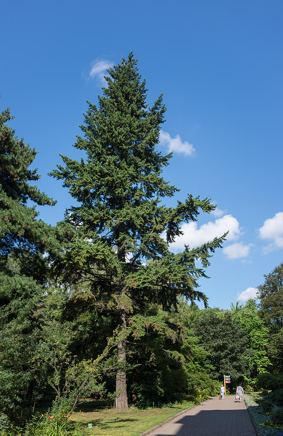 Image of Abies lasiocarpa specimen.