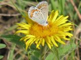 Inula hirta