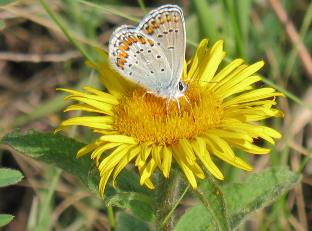 Image of Inula hirta specimen.