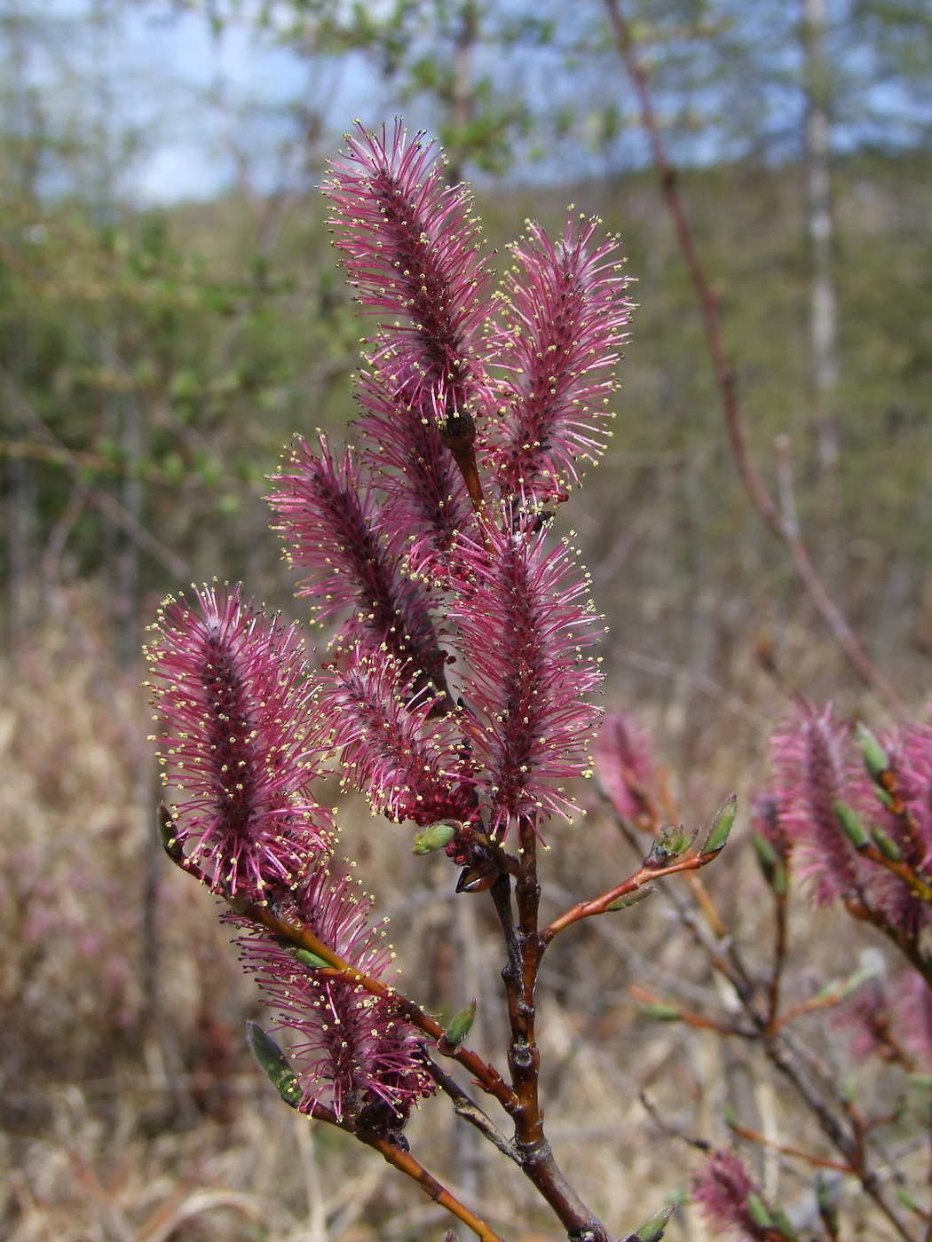 Image of Salix saxatilis specimen.