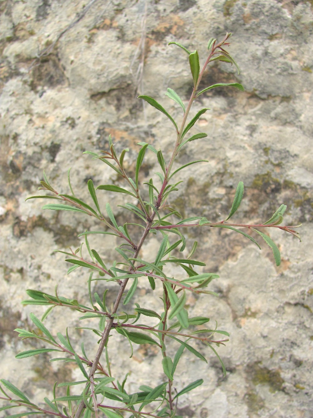 Image of Rhamnus erythroxyloides specimen.