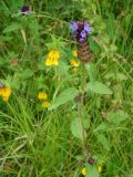 Prunella vulgaris