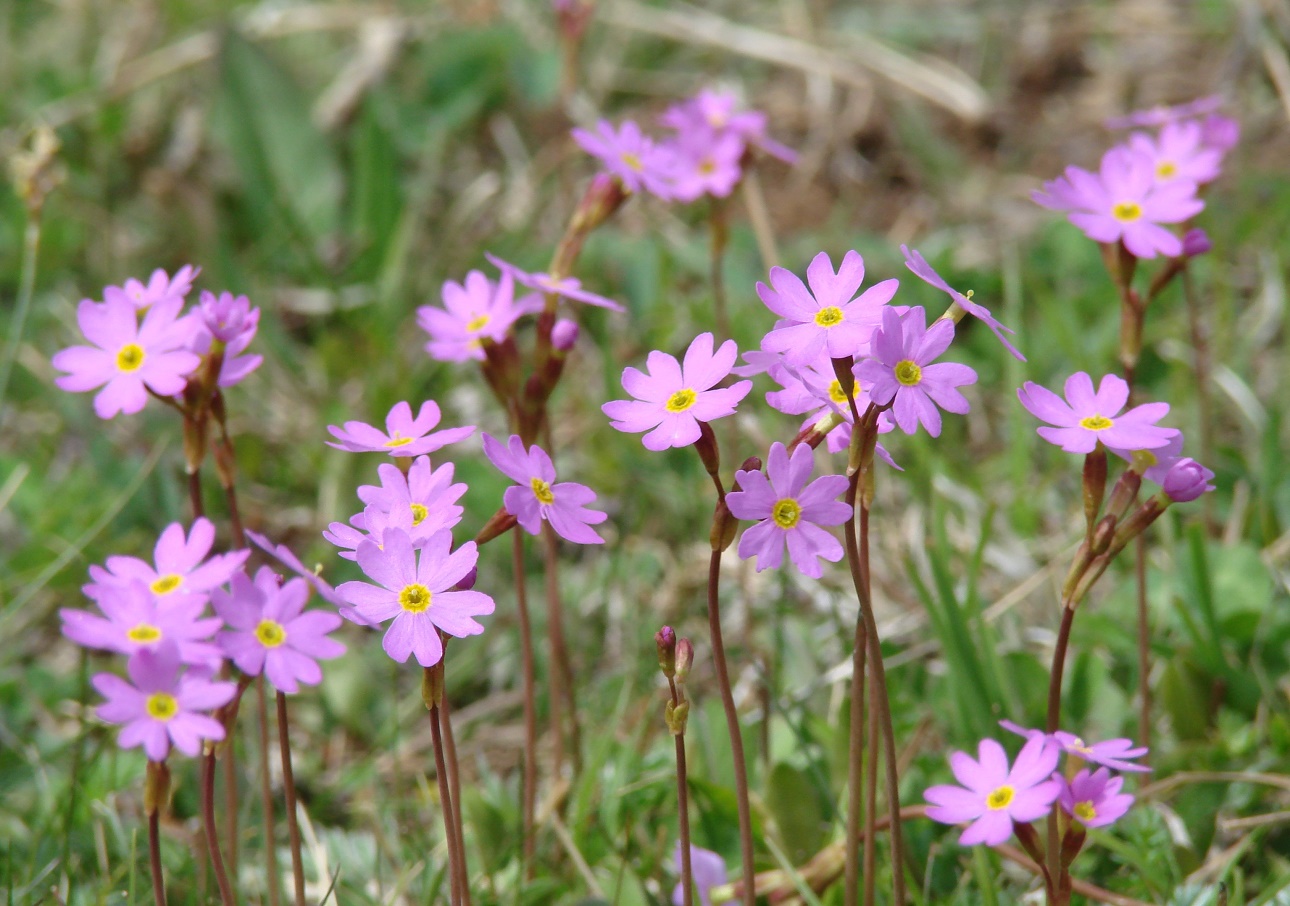 Image of Primula nutans specimen.