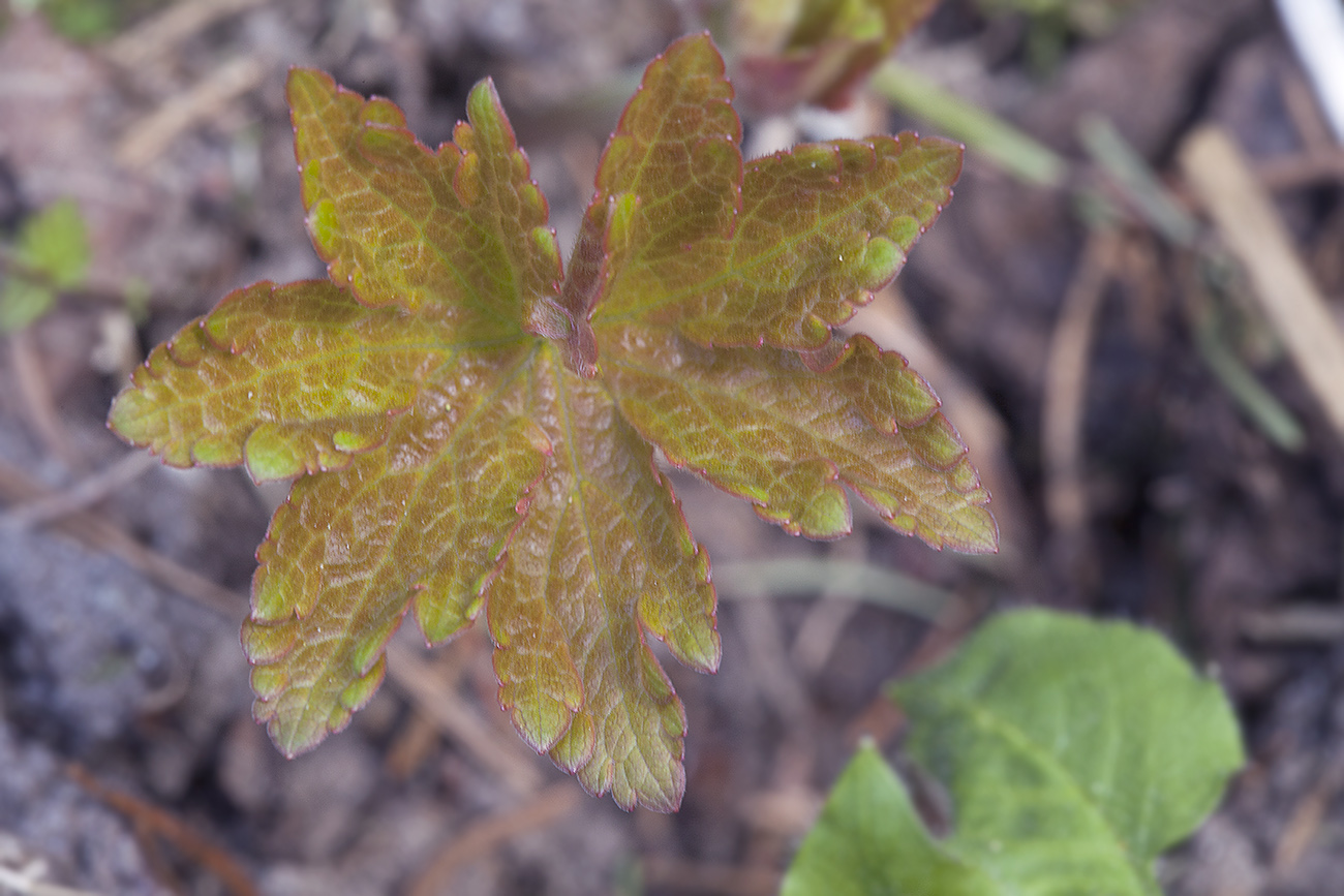 Изображение особи Geranium sylvaticum.