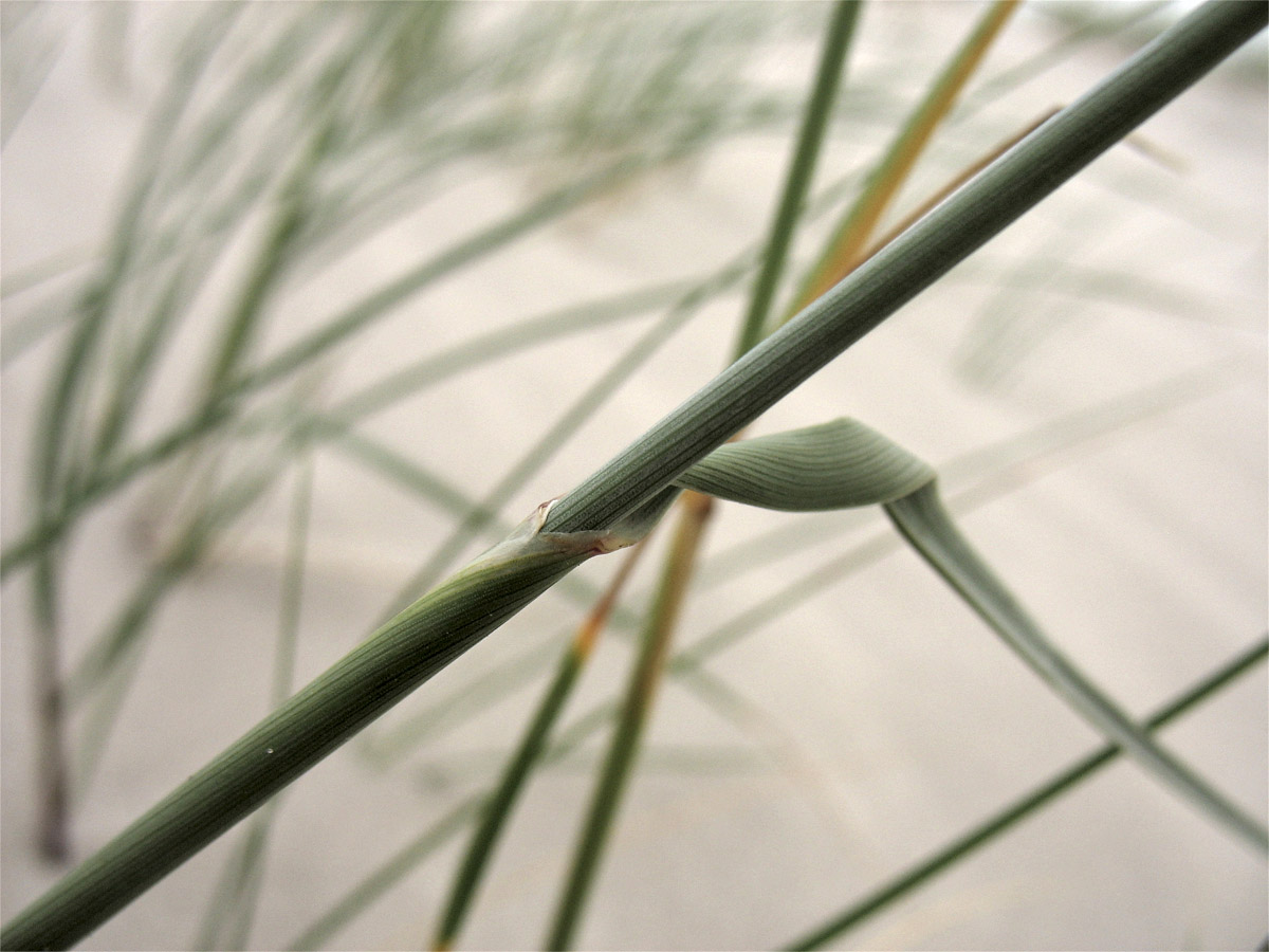 Image of Elytrigia junceiformis specimen.