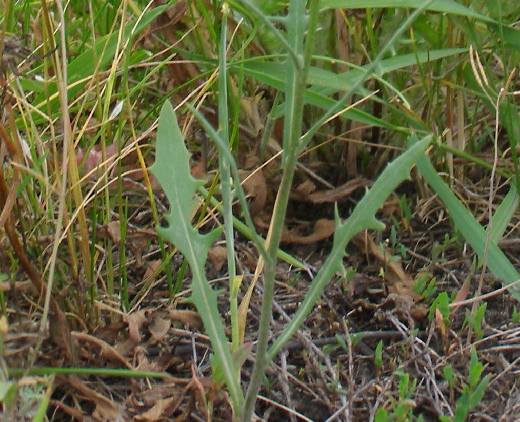 Изображение особи Crepis tectorum.