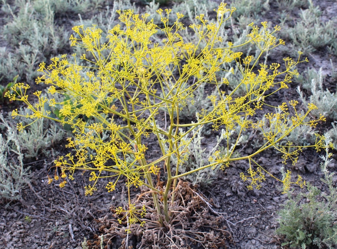 Image of Ferula caspica specimen.