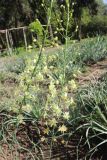 View full-size image Eremurus suworowii