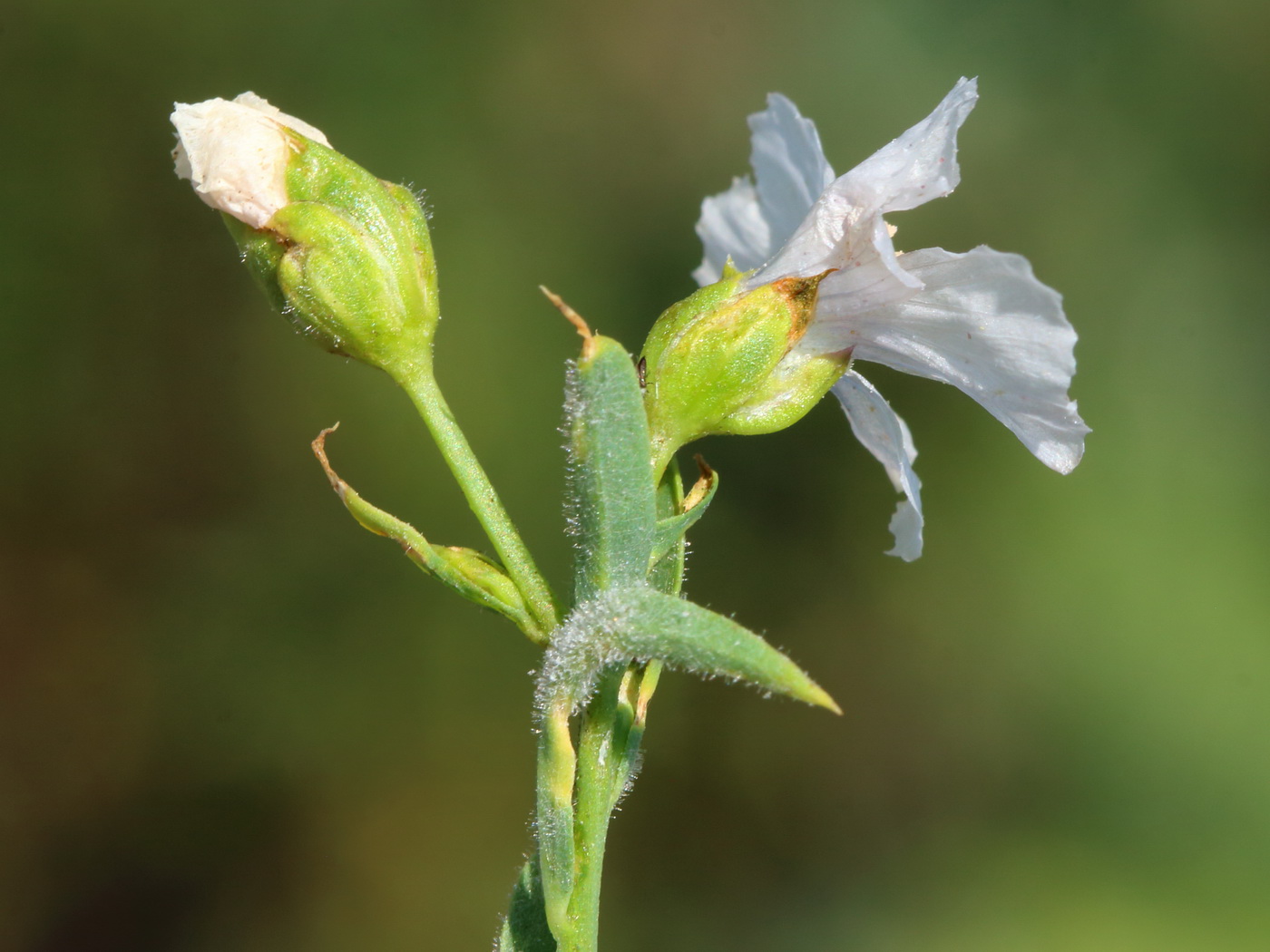 Image of Linum humile specimen.