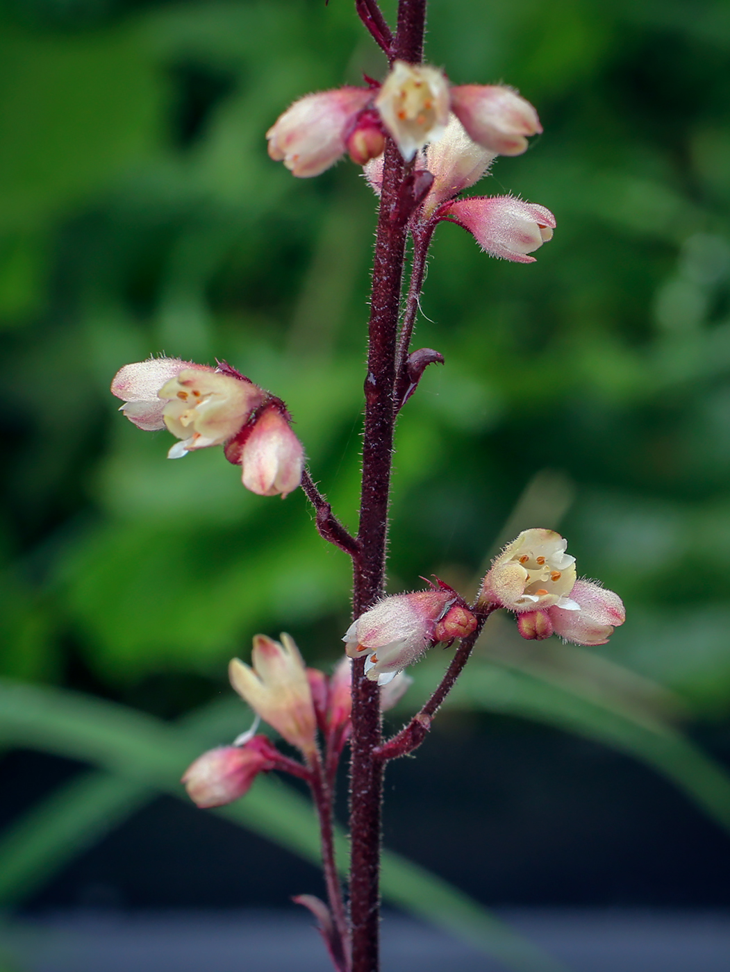 Изображение особи Heuchera &times; hybrida.