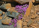 Saxifraga asiatica