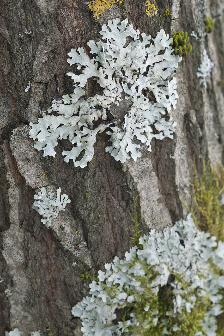 Image of Parmelia sulcata specimen.