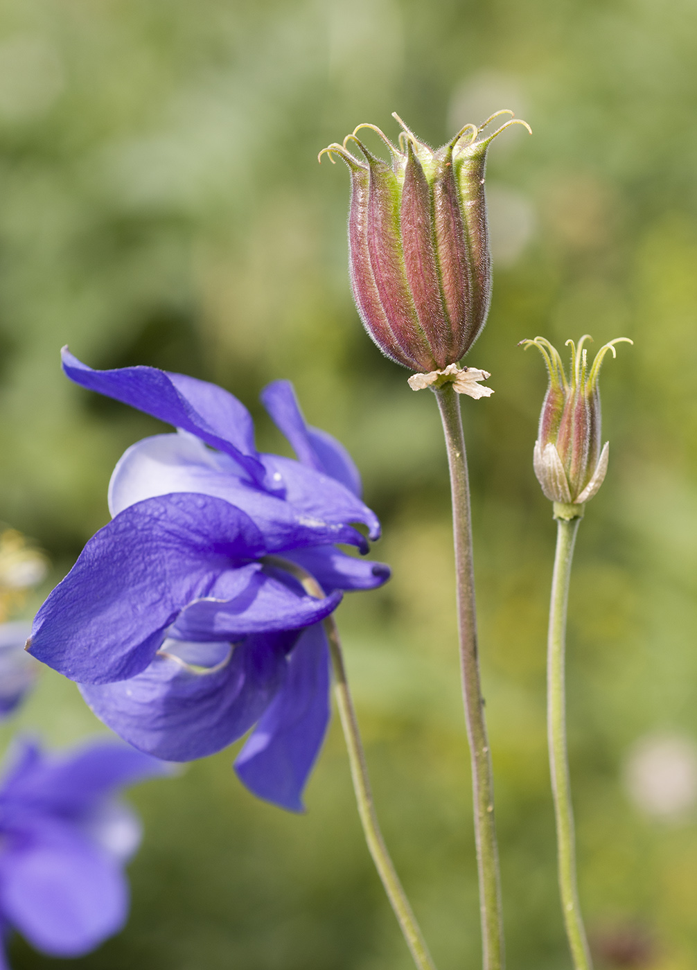 Image of Aquilegia jucunda specimen.