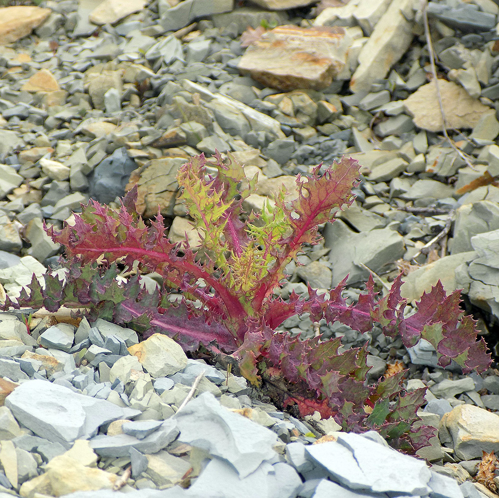 Image of Sonchus oleraceus specimen.