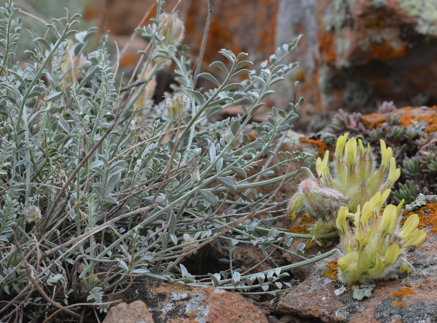 Image of Astragalus ellipsoideus specimen.