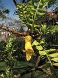 Sophora microphylla