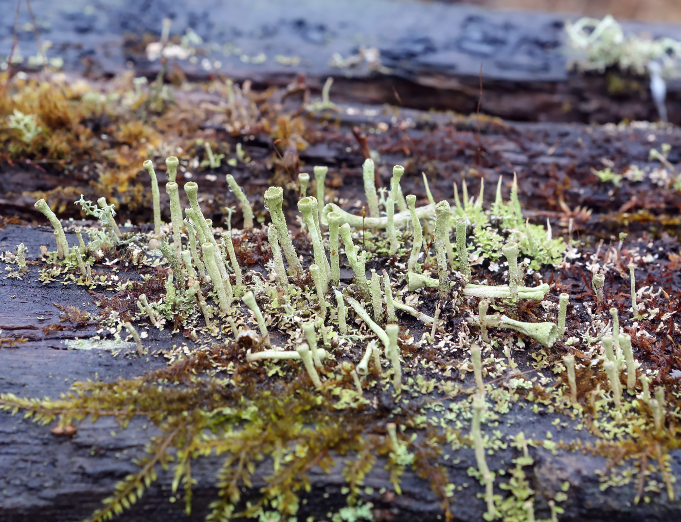 Image of genus Cladonia specimen.